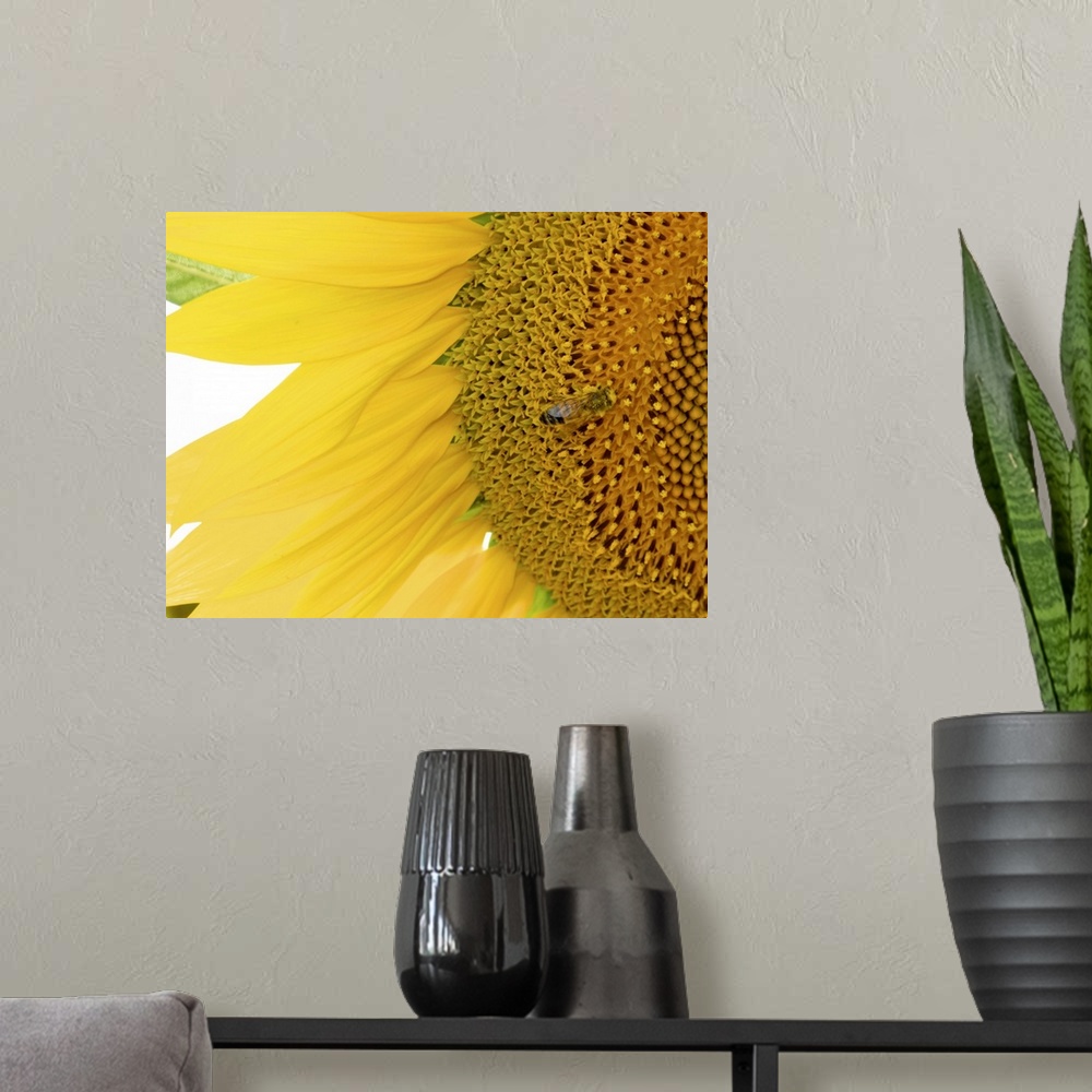 A modern room featuring A closely taken photograph of a sunflower that has a bee shown near the center of the flower.
