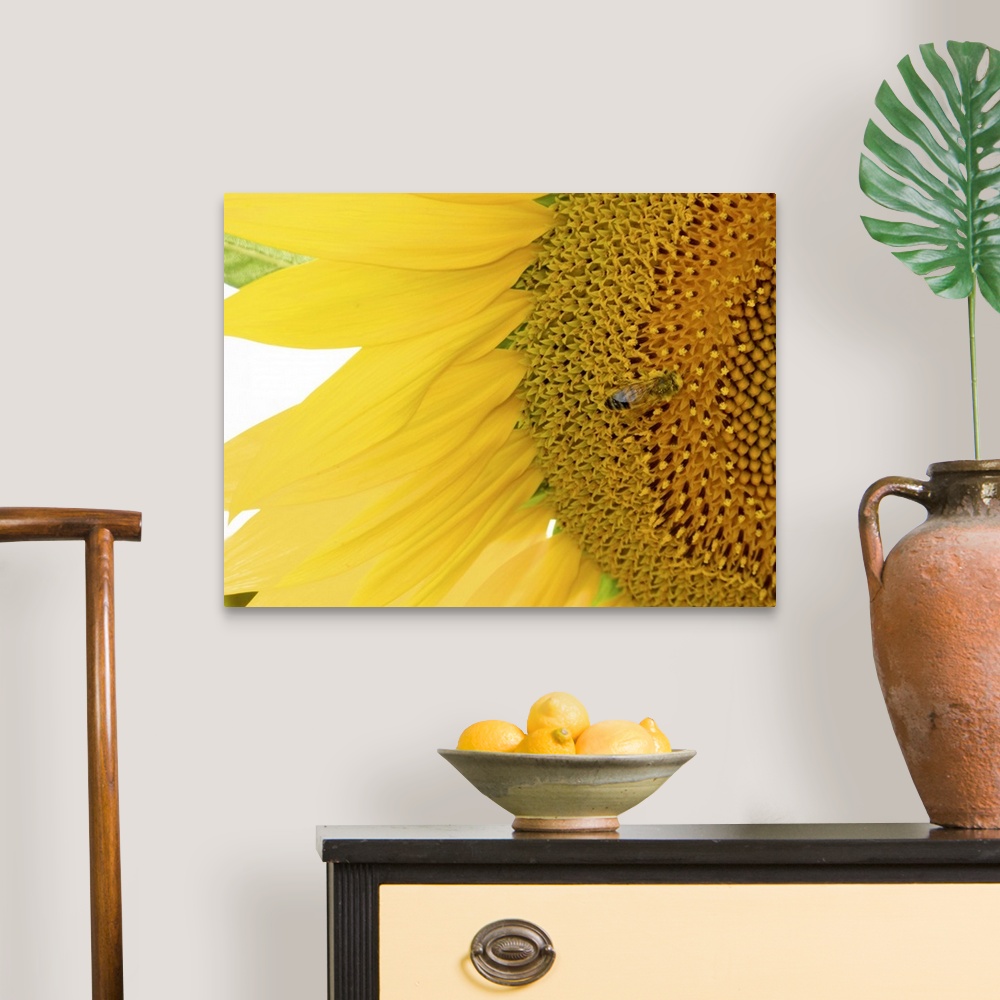 A traditional room featuring A closely taken photograph of a sunflower that has a bee shown near the center of the flower.