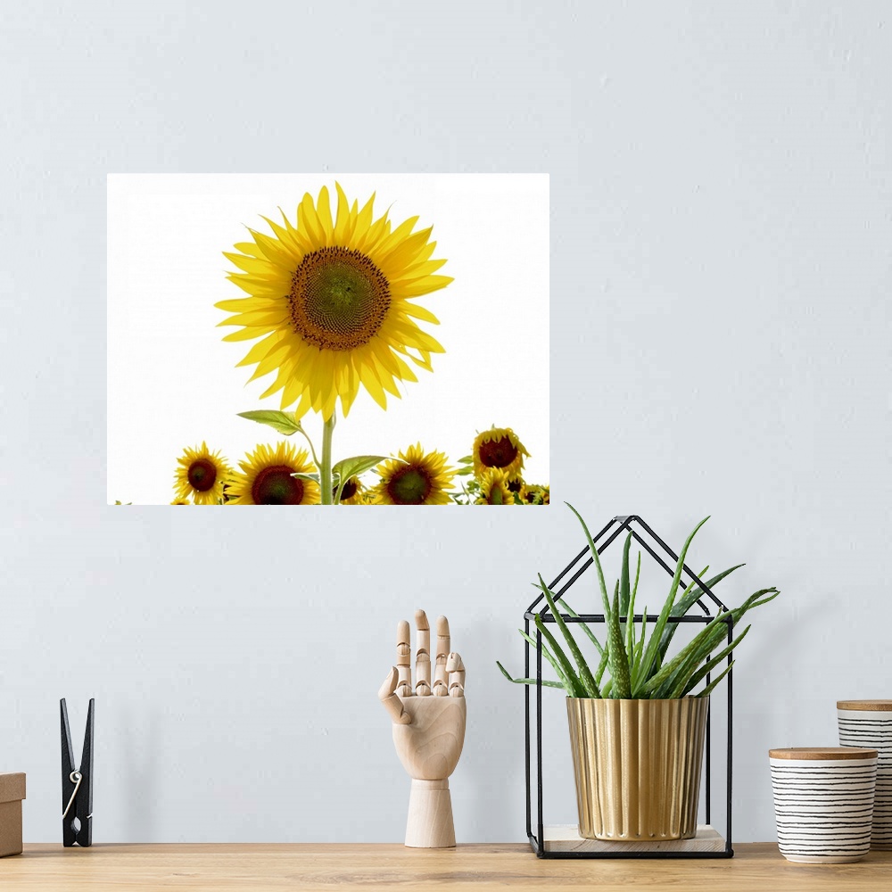 A bohemian room featuring Summer in Tuscany: sunflowers.
