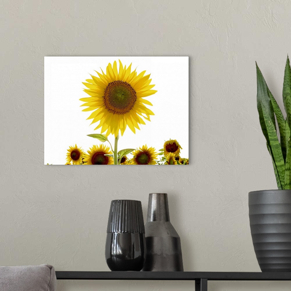A modern room featuring Summer in Tuscany: sunflowers.