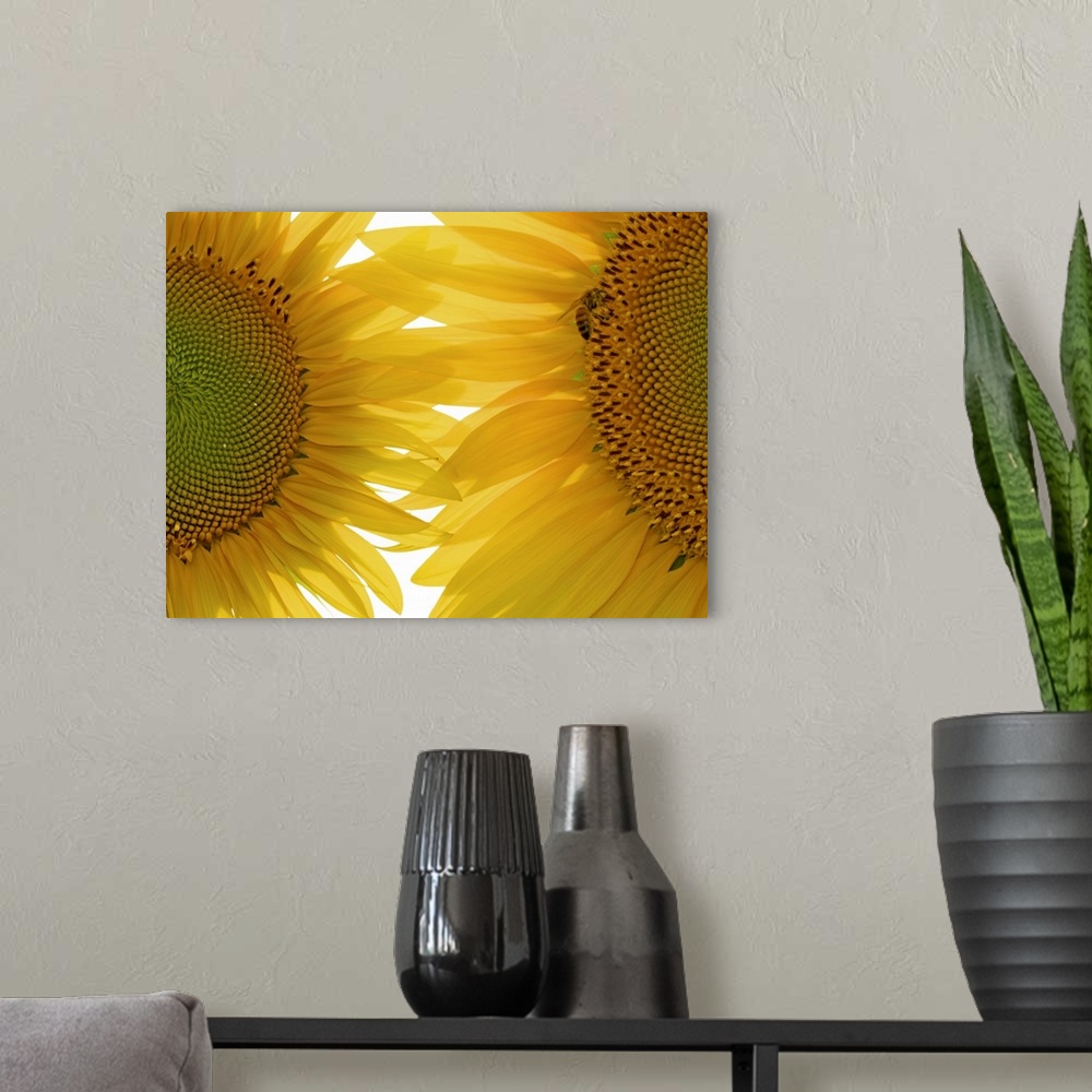A modern room featuring Up-close photograph of two brightly-colored flowers.