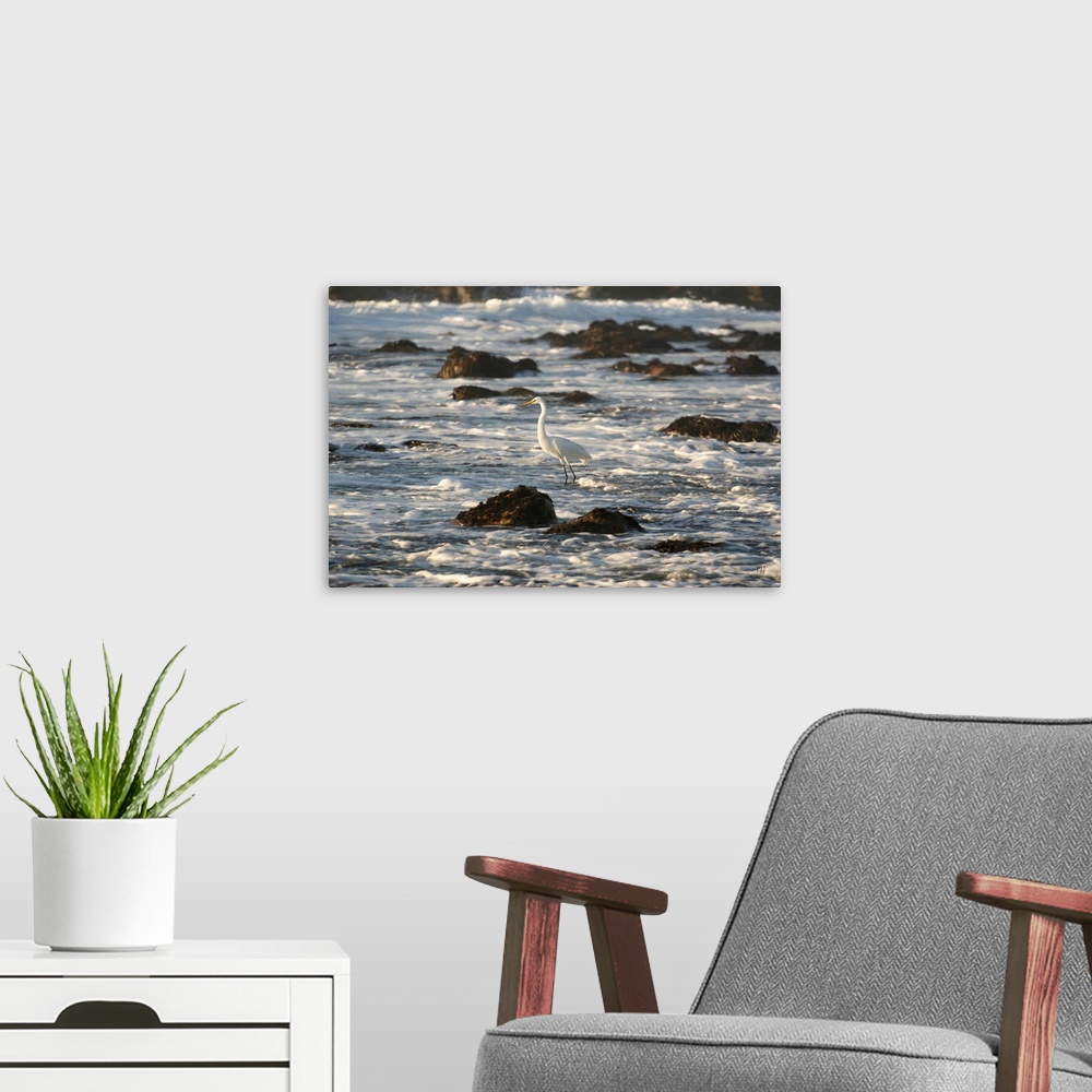 A modern room featuring A majestic great egret hunts for fish and other delicacies in the coastal waters of Pebble Beach ...