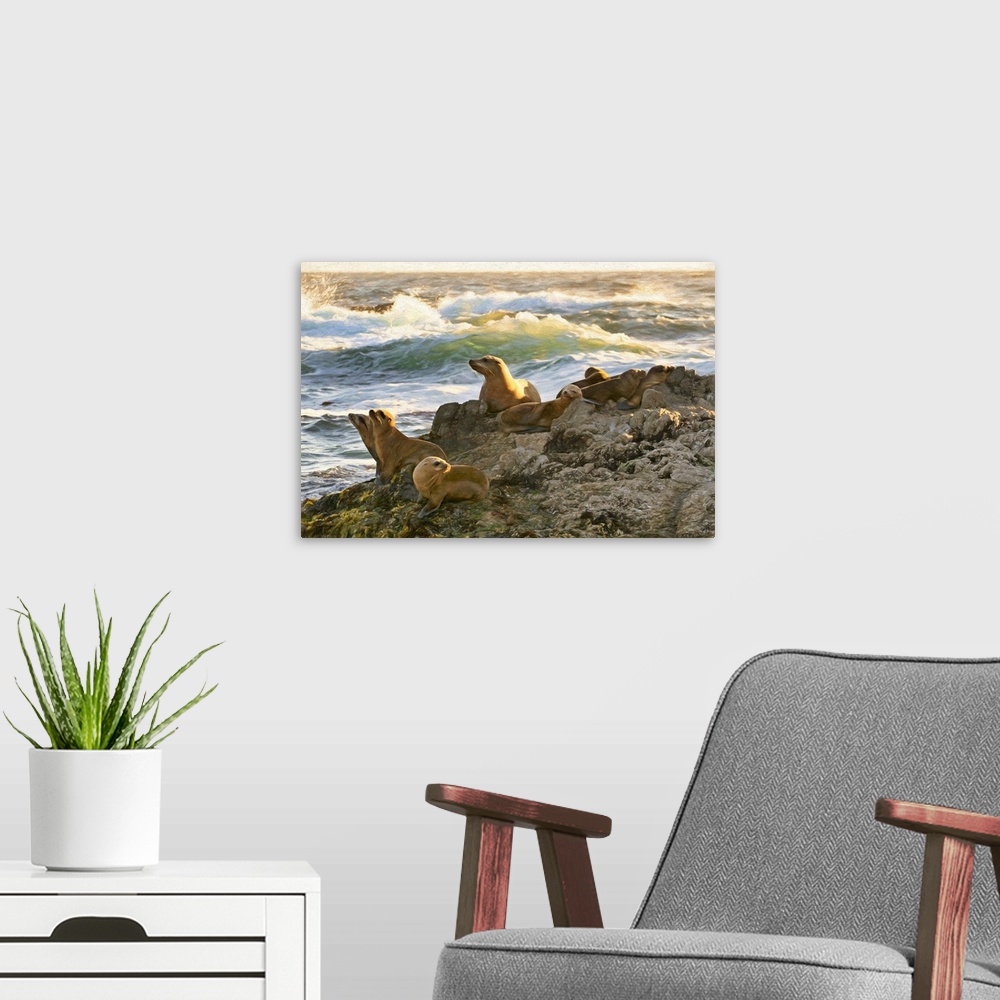A modern room featuring A sea lion looks over her pups as they rest on a rock formation at Cypress Point in Pebble Beach....