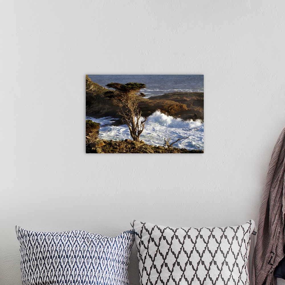 A bohemian room featuring A Monterey Cypress stands guard on a hill above crashing waves in the Point Lobos State Reserve, ...