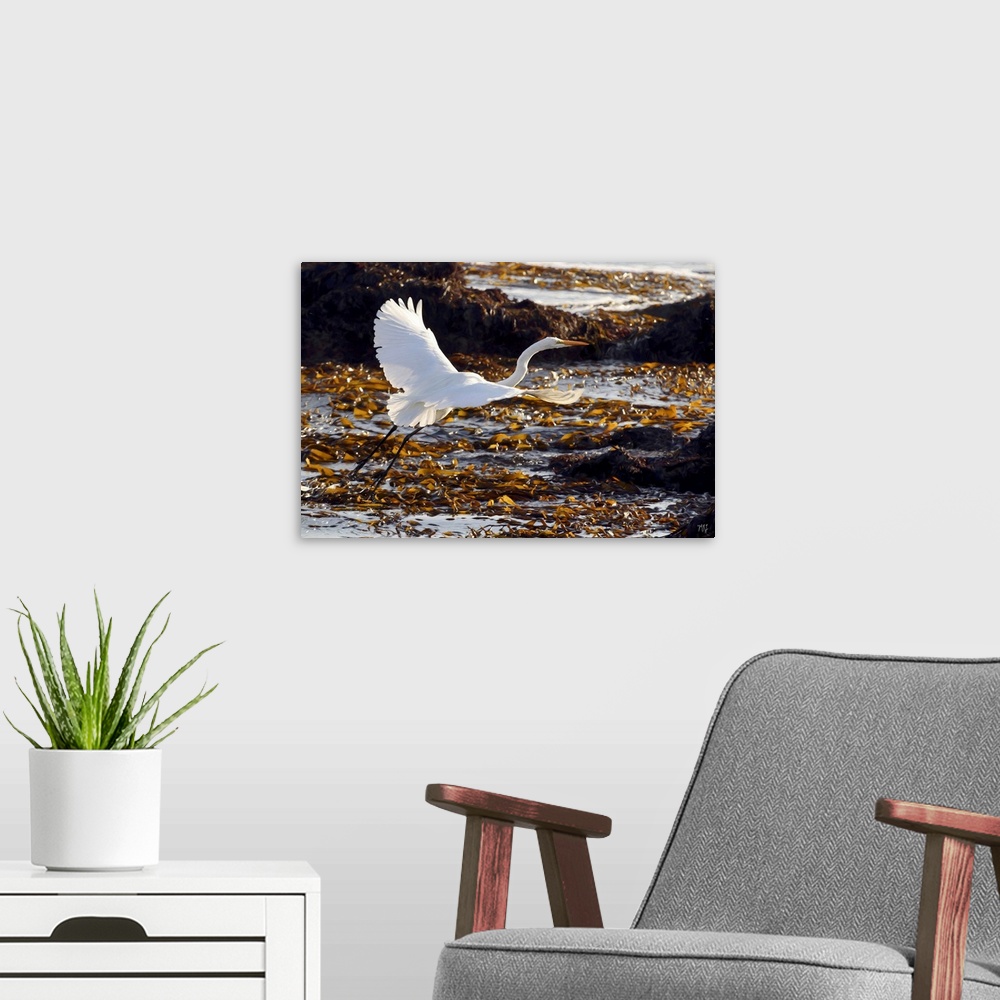 A modern room featuring A radiant great egret takes flight over a bed of kelp on the Monterey Peninsula in California. Mi...