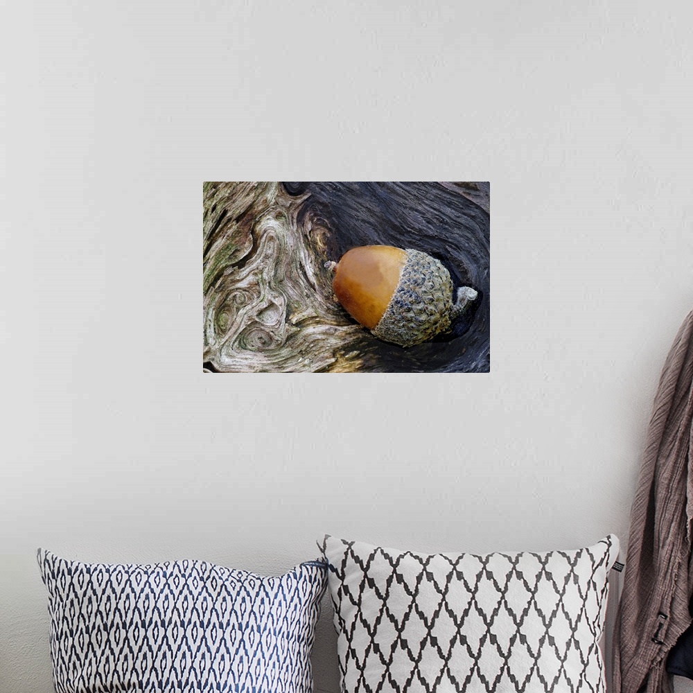 A bohemian room featuring Big photograph focuses on a smooth oval nut in a rough cuplike base sitting in a small shaded rec...