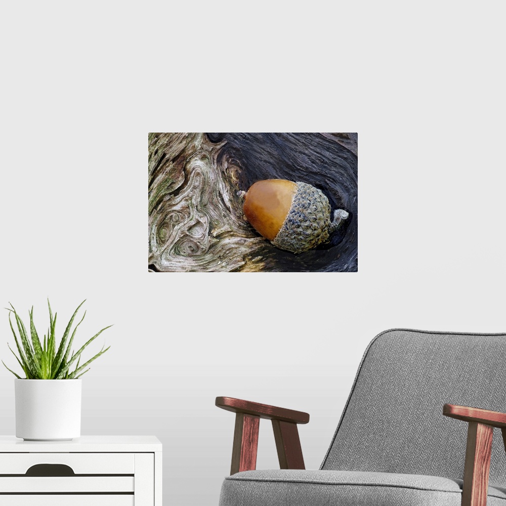 A modern room featuring Big photograph focuses on a smooth oval nut in a rough cuplike base sitting in a small shaded rec...