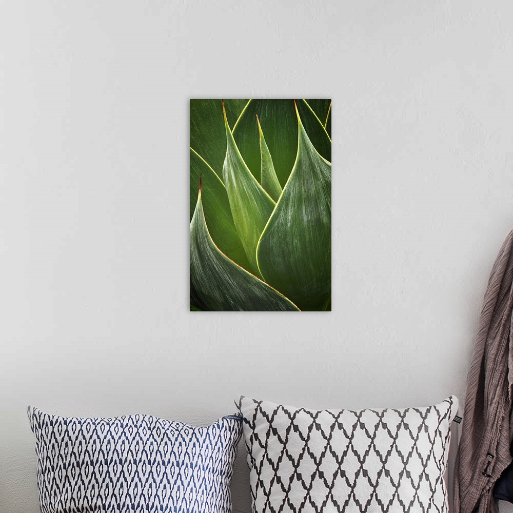 A bohemian room featuring Close up photo of Agave leaves.