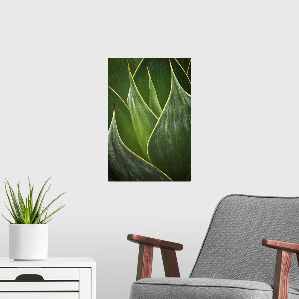 A modern room featuring Close up photo of Agave leaves.