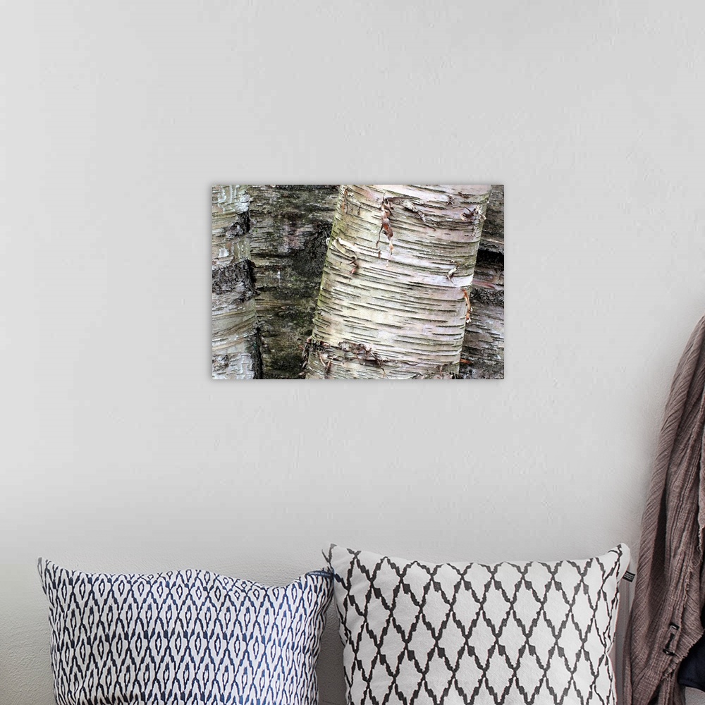A bohemian room featuring Giant photograph focuses on the rough and distressed texture of bark on a set of trees.
