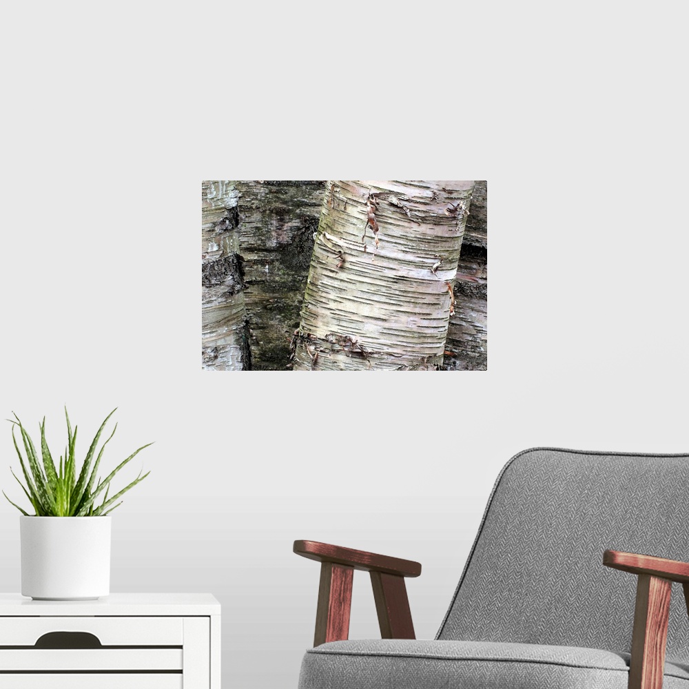 A modern room featuring Giant photograph focuses on the rough and distressed texture of bark on a set of trees.