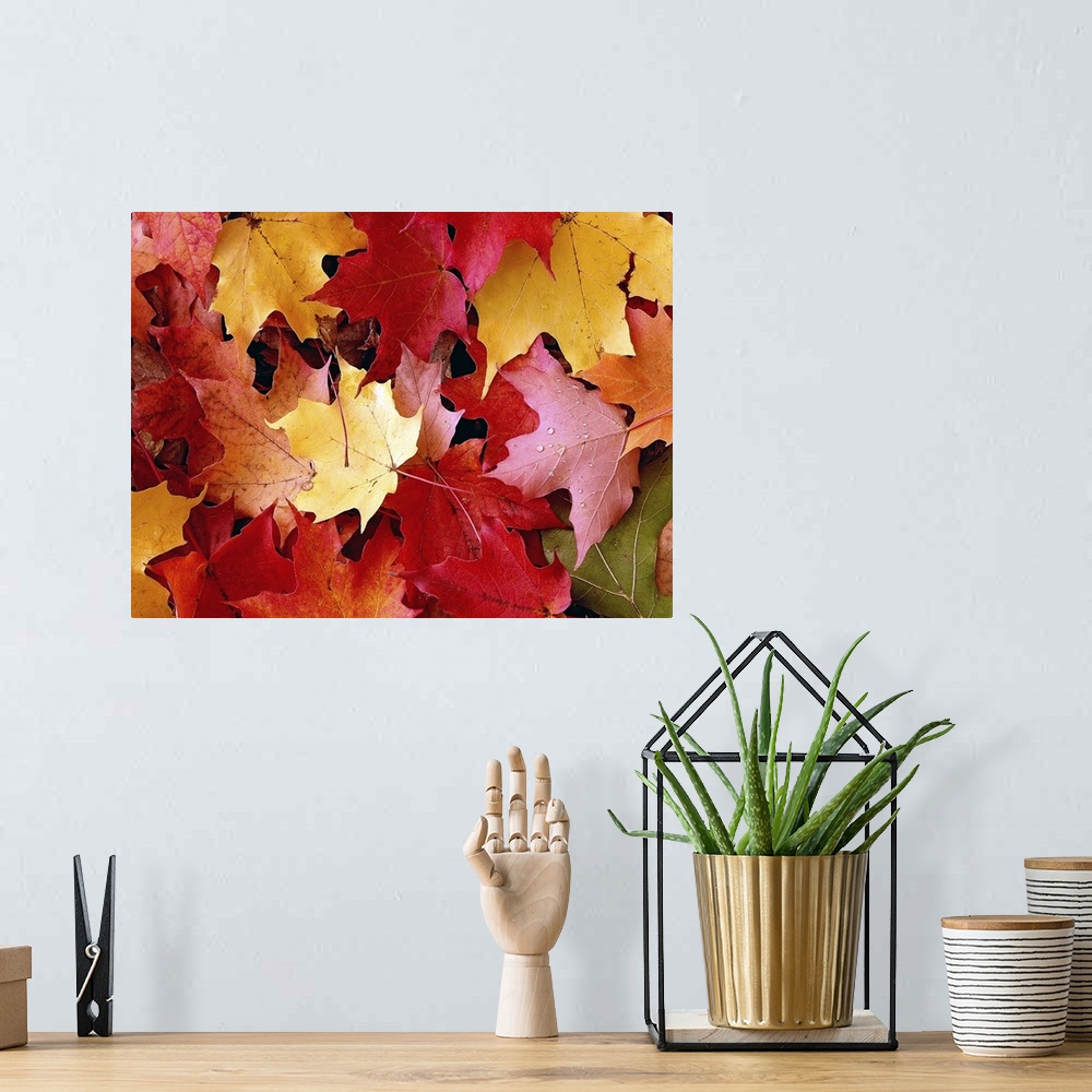 A bohemian room featuring A large piece of a photograph of autumn maple leaves scattered on the ground.