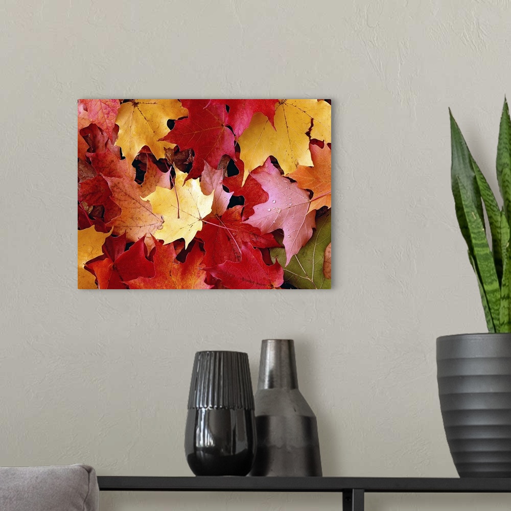 A modern room featuring A large piece of a photograph of autumn maple leaves scattered on the ground.