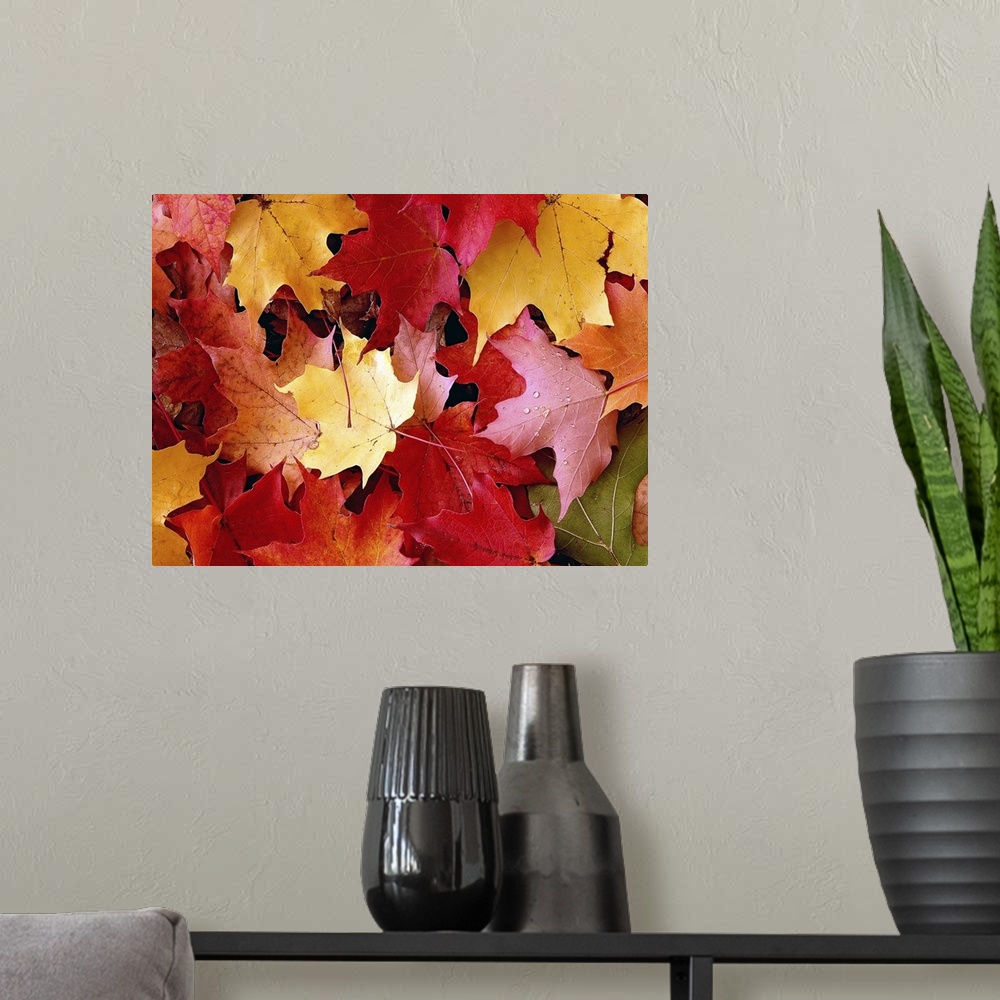 A modern room featuring A large piece of a photograph of autumn maple leaves scattered on the ground.