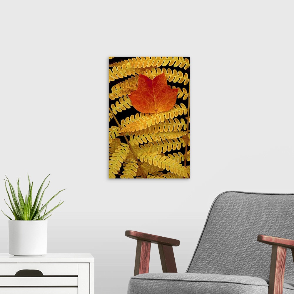 A modern room featuring Autumn Orange in Yellowing Ferns
