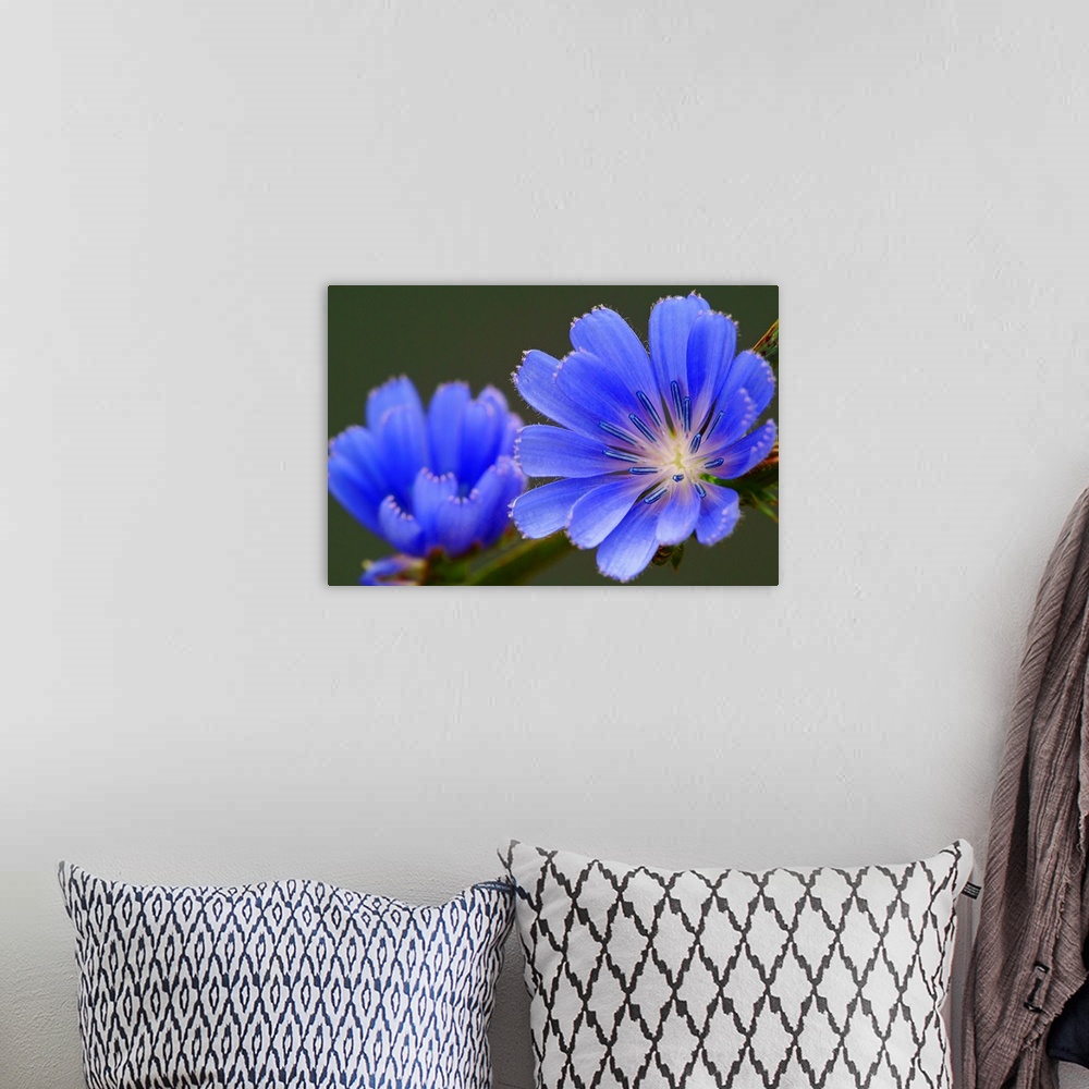 A bohemian room featuring Giant photograph showcases an intense focus on a cool toned flower as another one sits in a softe...