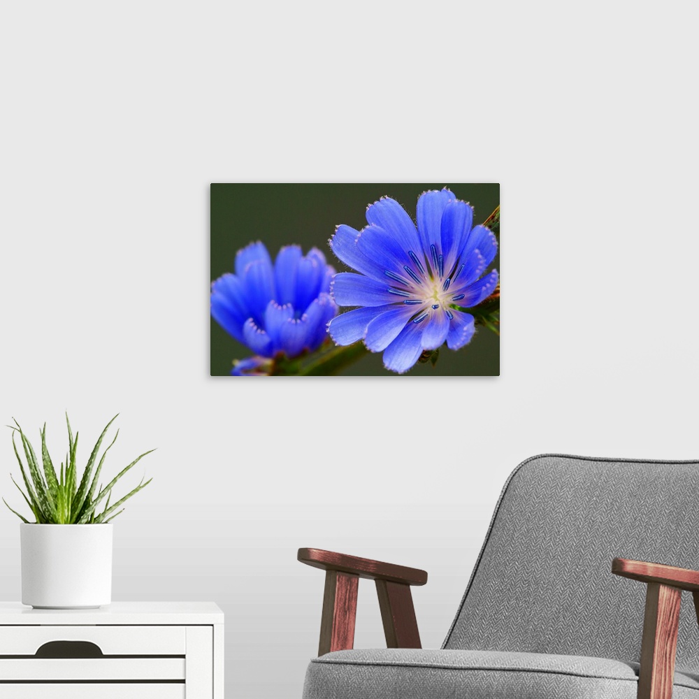 A modern room featuring Giant photograph showcases an intense focus on a cool toned flower as another one sits in a softe...