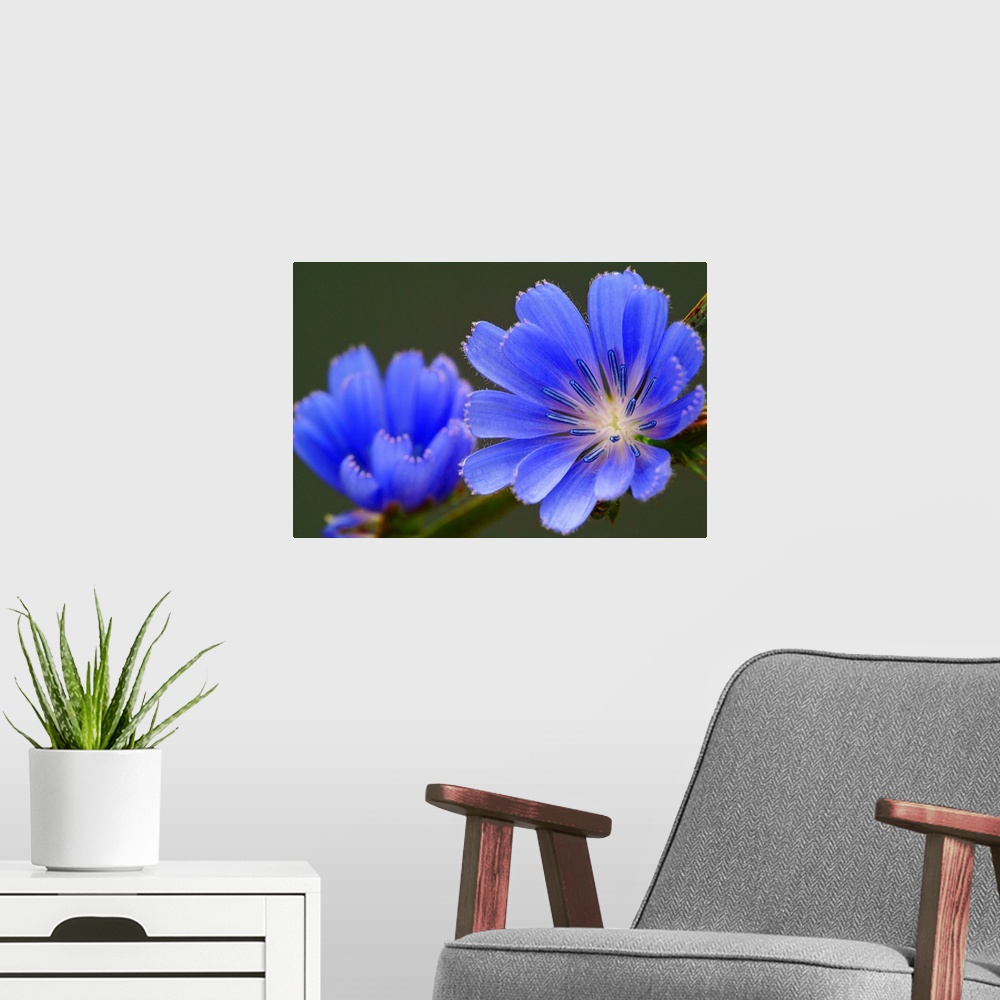 A modern room featuring Giant photograph showcases an intense focus on a cool toned flower as another one sits in a softe...