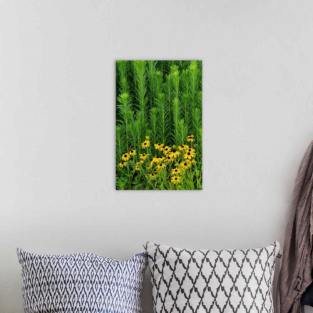 A bohemian room featuring Photograph of black eye susans surrounded by tall green plant life.