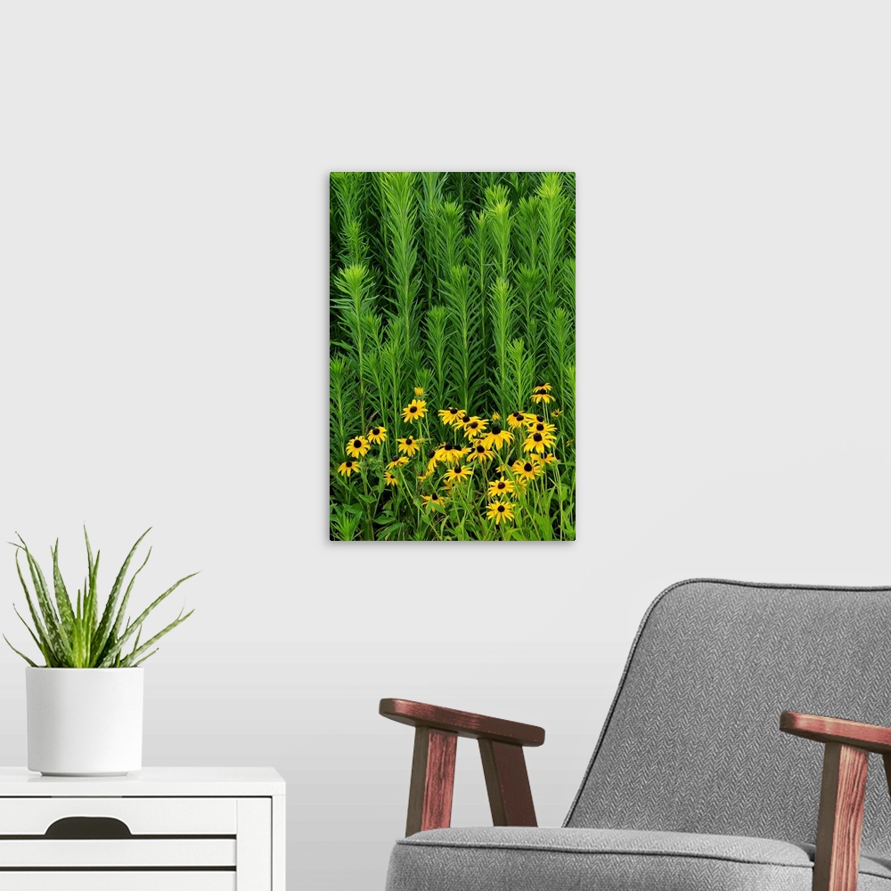 A modern room featuring Photograph of black eye susans surrounded by tall green plant life.