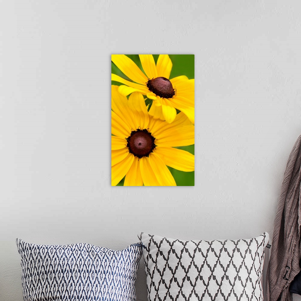 A bohemian room featuring Close-up photograph of bright yellow flowers.