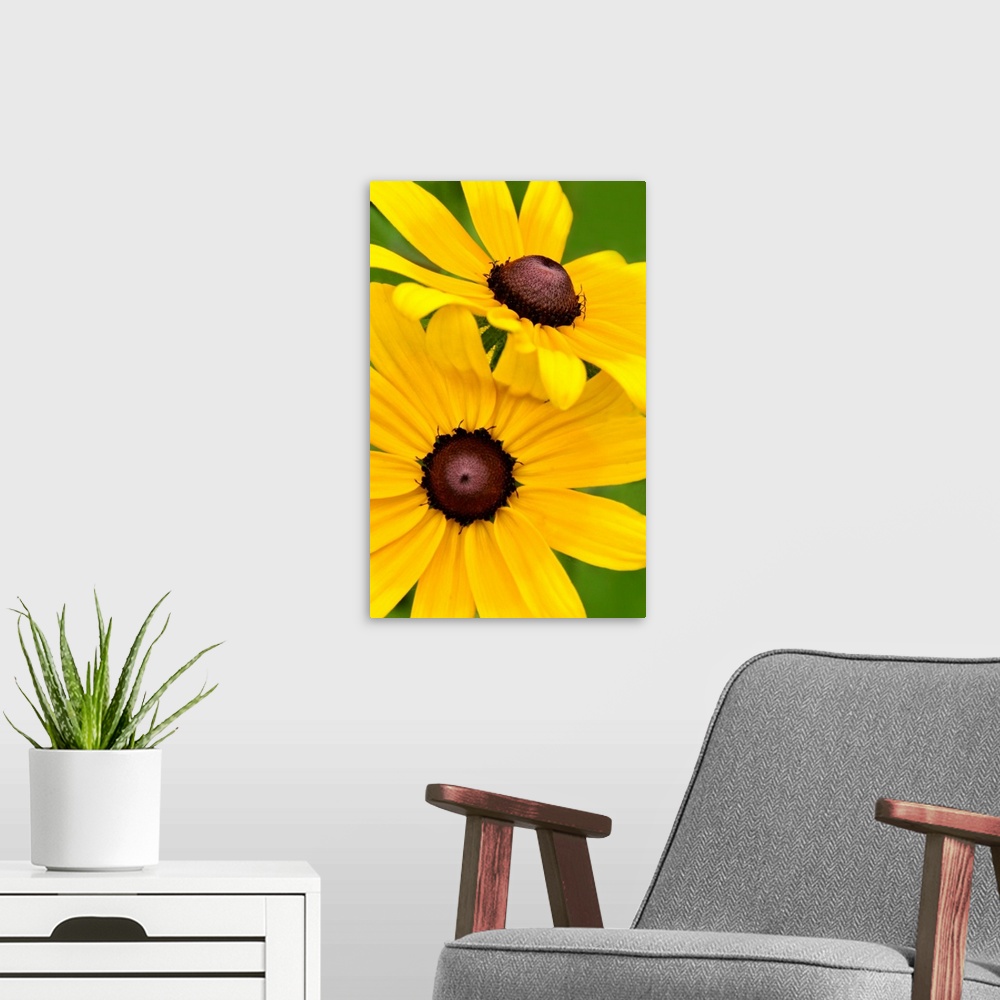 A modern room featuring Close-up photograph of bright yellow flowers.