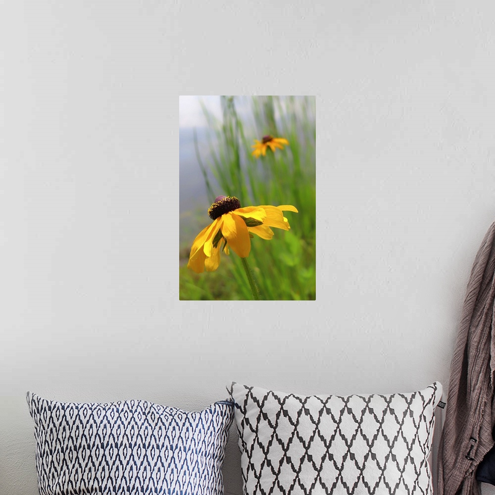 A bohemian room featuring Black Eyed Susans