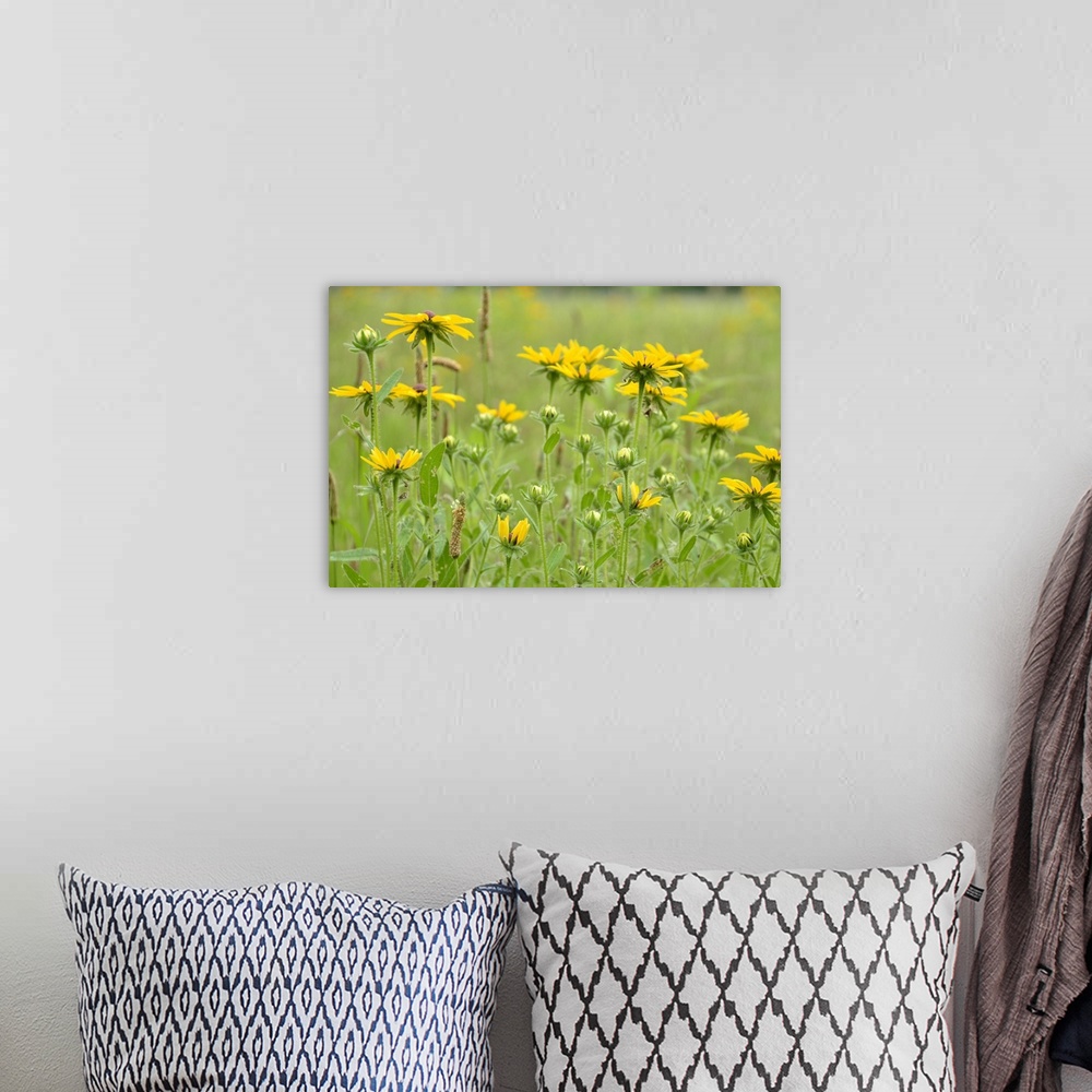 A bohemian room featuring A photograph of bright yellow flowers in a green field.