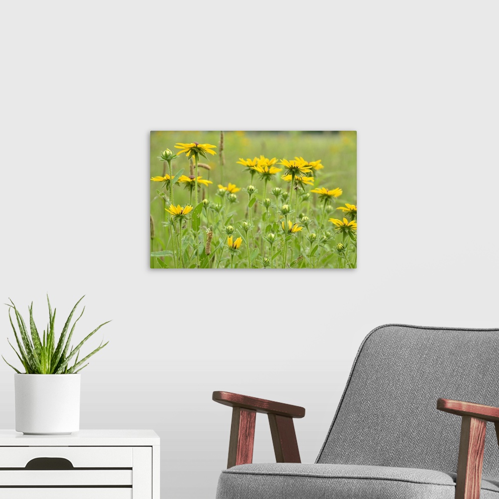 A modern room featuring A photograph of bright yellow flowers in a green field.