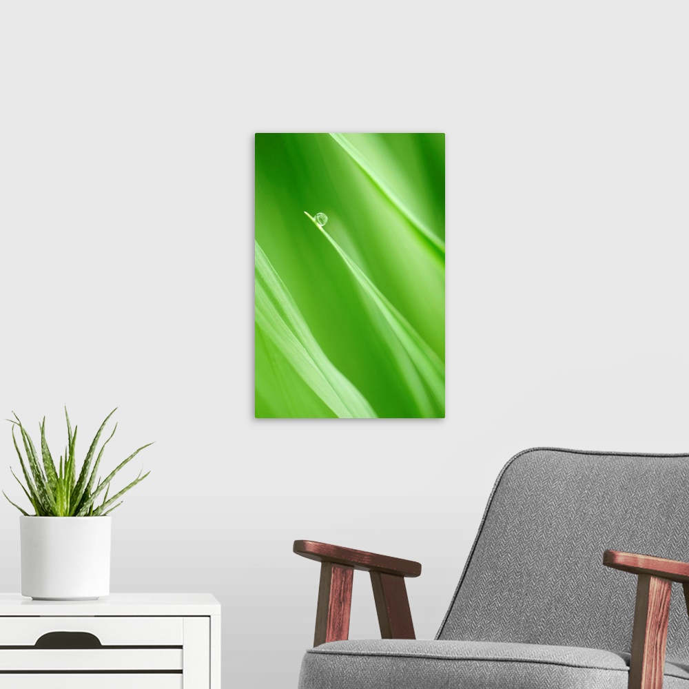 A modern room featuring Close up photograph of a single drop of water hanging onto the end of a single blade of grass. Su...