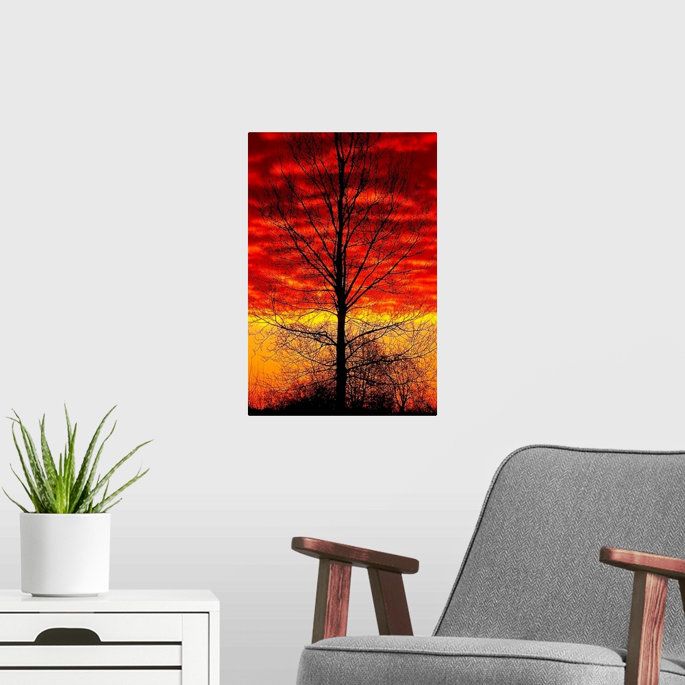 A modern room featuring This vertical wall art shows the silhouette of a leafless tree in front of a fiery sky in the eve...