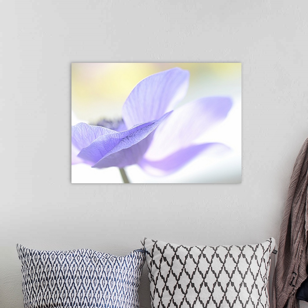 A bohemian room featuring Macro photo of delicate pale blue petals of a poppy flower.