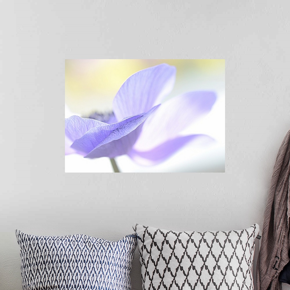 A bohemian room featuring Macro photo of delicate pale blue petals of a poppy flower.