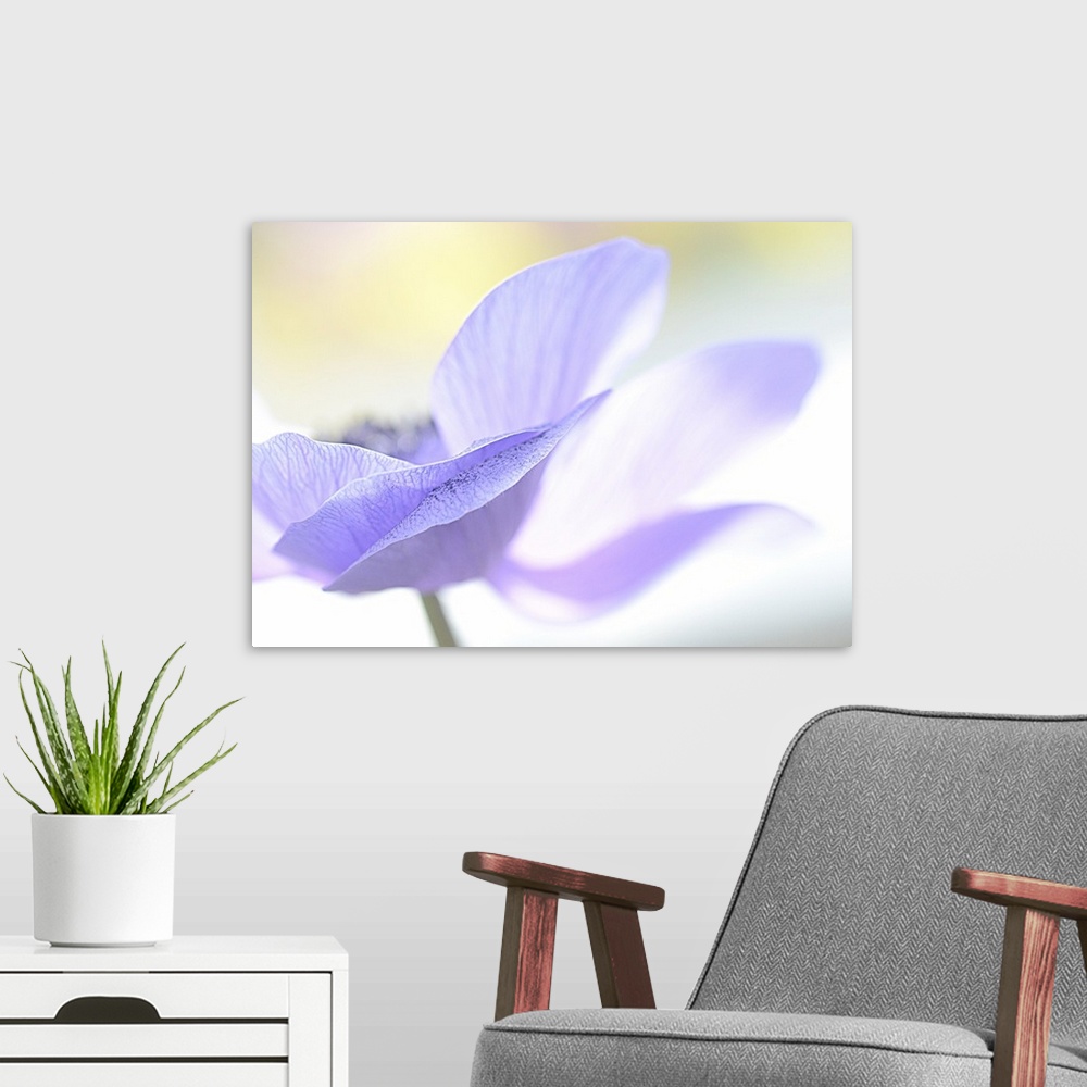 A modern room featuring Macro photo of delicate pale blue petals of a poppy flower.