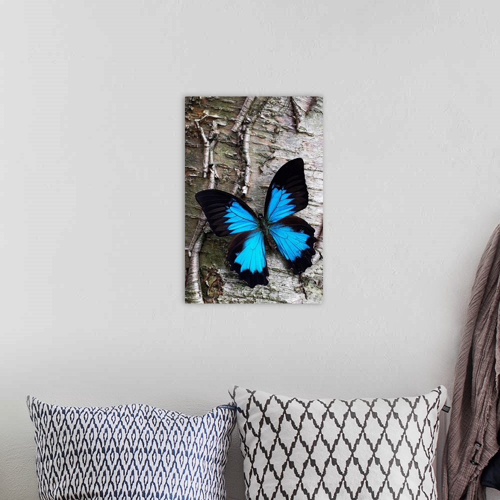 A bohemian room featuring Photograph of brightly colored insect on cracked tree bark.