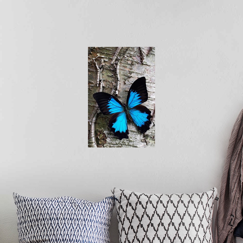 A bohemian room featuring Photograph of brightly colored insect on cracked tree bark.
