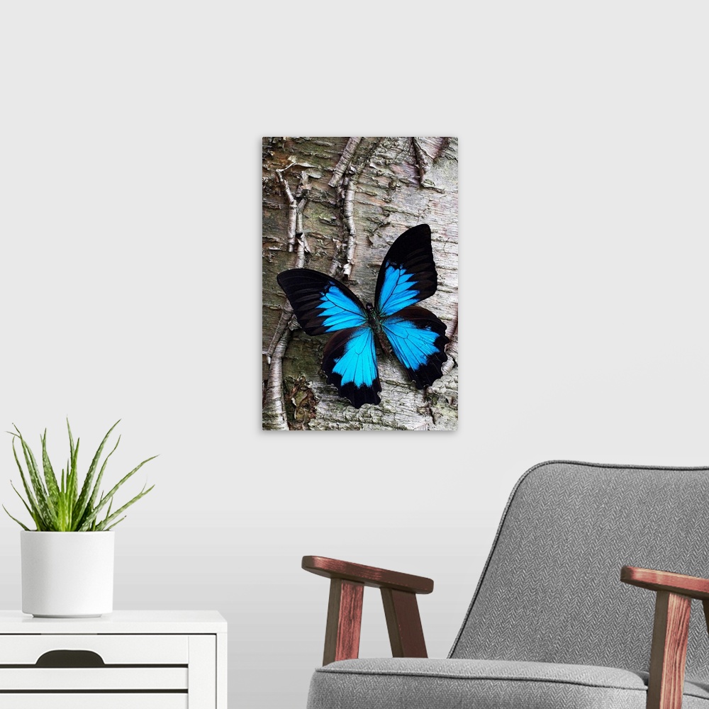 A modern room featuring Photograph of brightly colored insect on cracked tree bark.