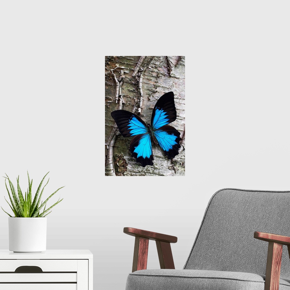 A modern room featuring Photograph of brightly colored insect on cracked tree bark.