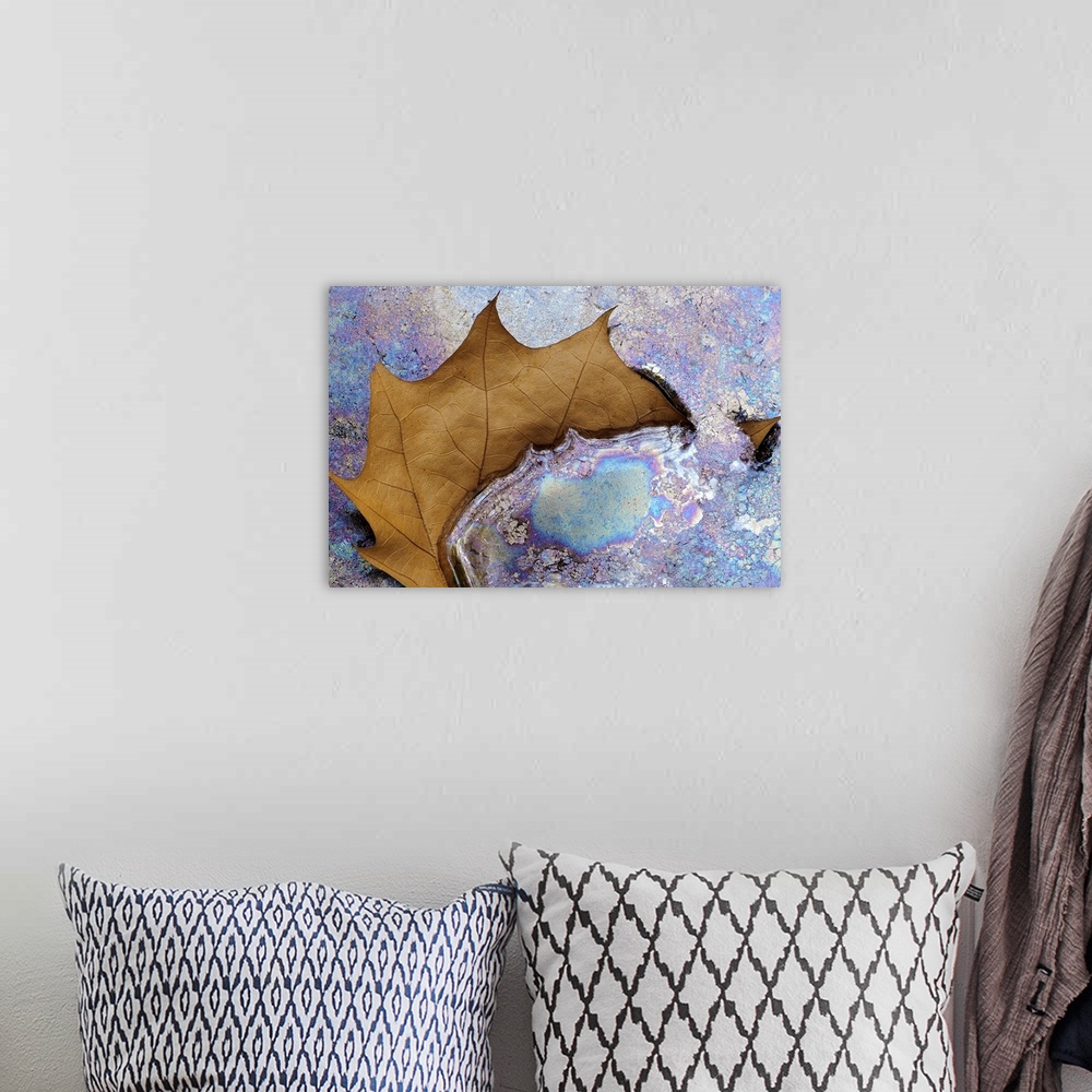 A bohemian room featuring Fine Art photo of a single brown leaf partly submerged iniridescent pastel colored water.