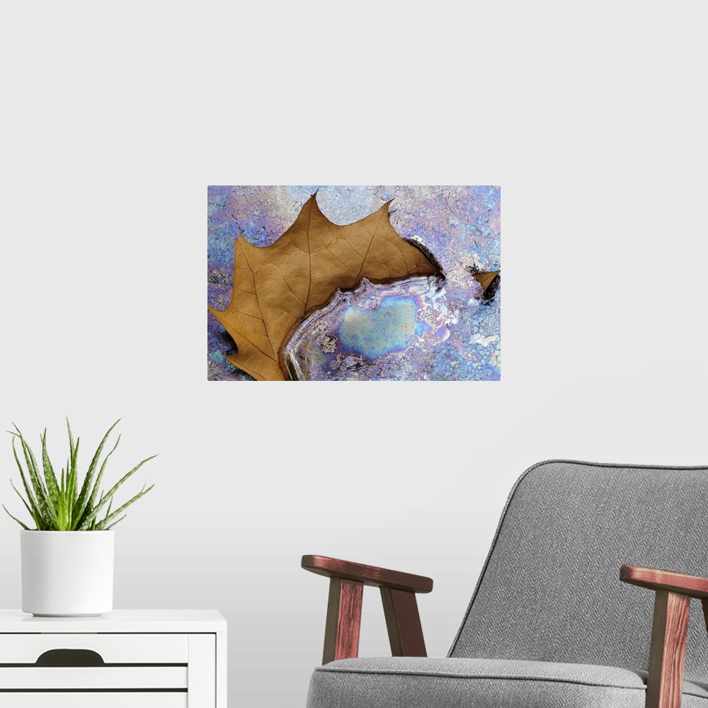 A modern room featuring Fine Art photo of a single brown leaf partly submerged iniridescent pastel colored water.