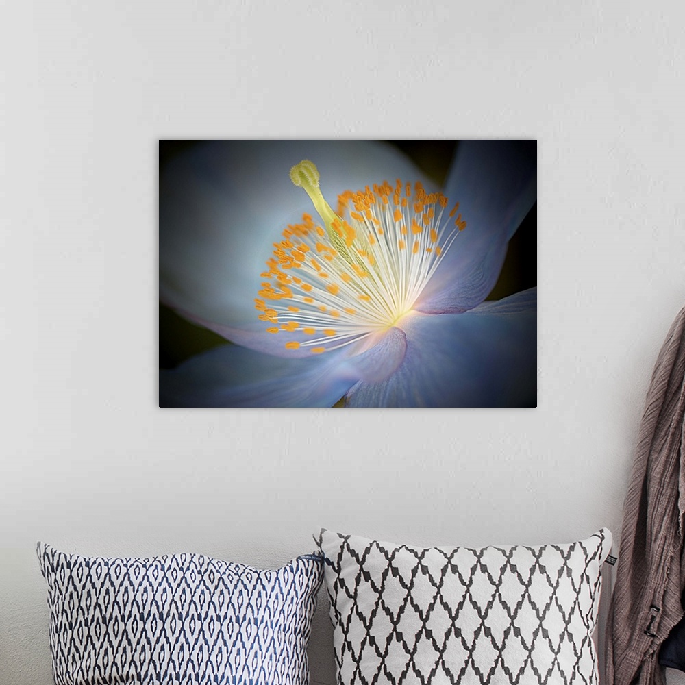 A bohemian room featuring Close up photo of the center of a blue poppy with a yellow pistil and stamens.