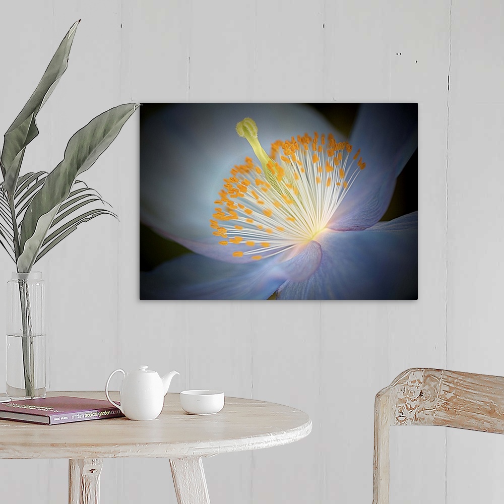 A farmhouse room featuring Close up photo of the center of a blue poppy with a yellow pistil and stamens.