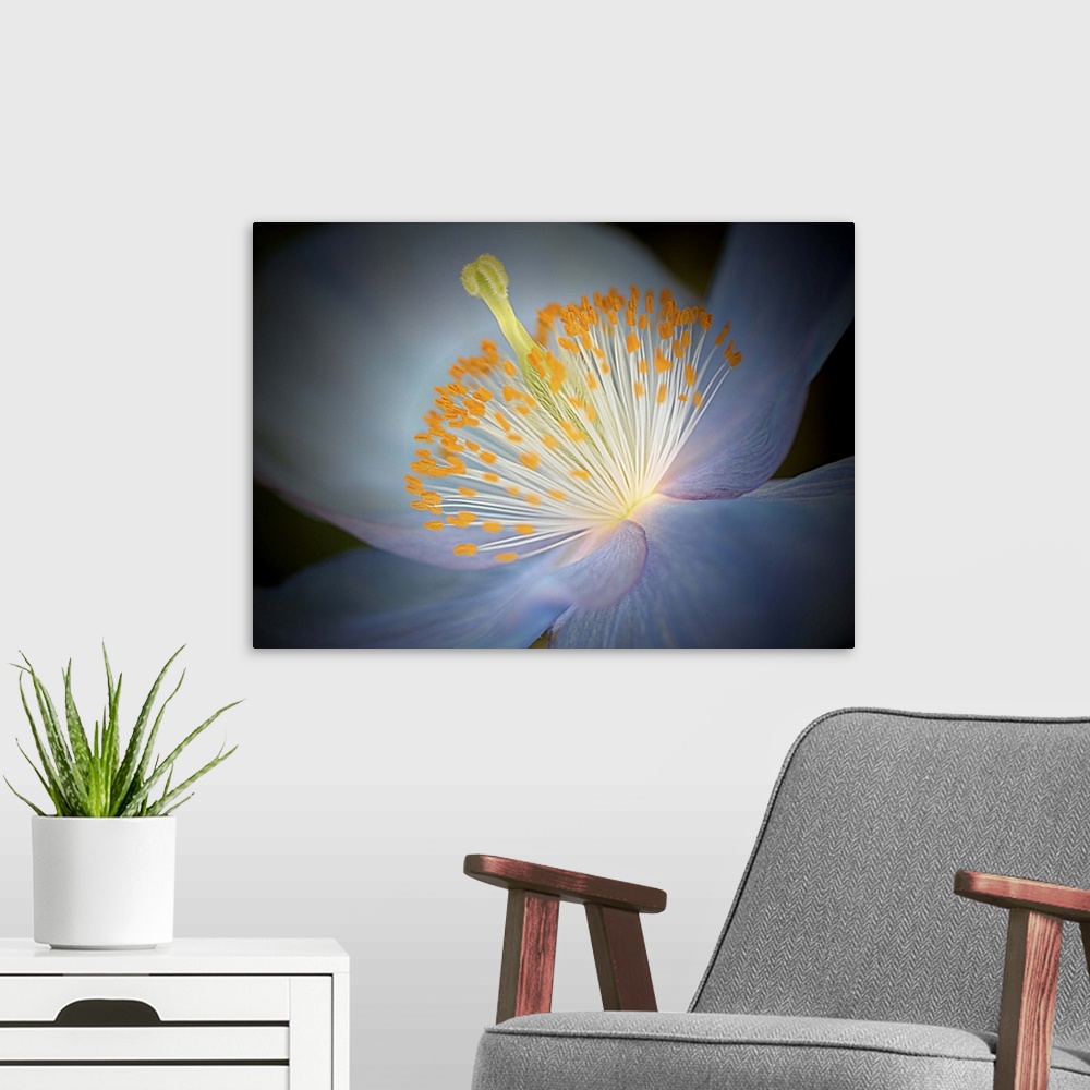 A modern room featuring Close up photo of the center of a blue poppy with a yellow pistil and stamens.