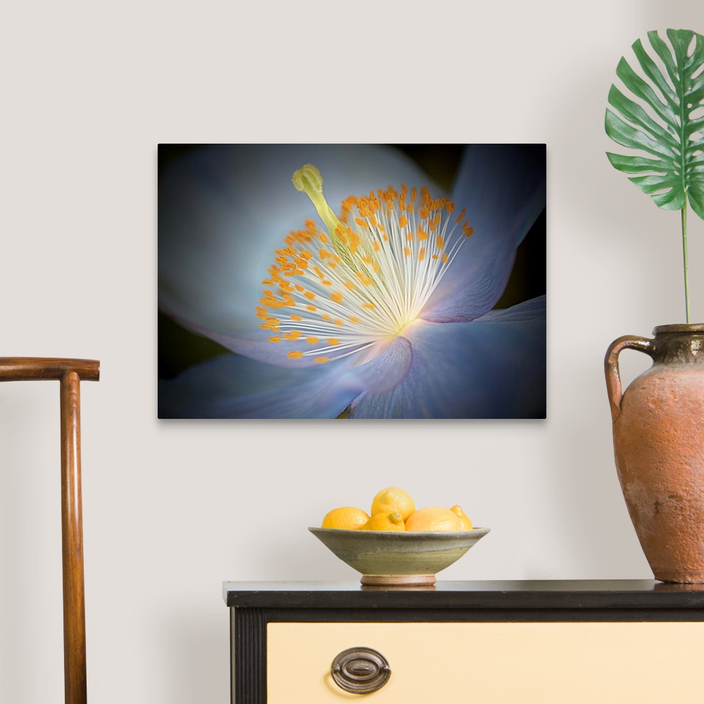 A traditional room featuring Close up photo of the center of a blue poppy with a yellow pistil and stamens.