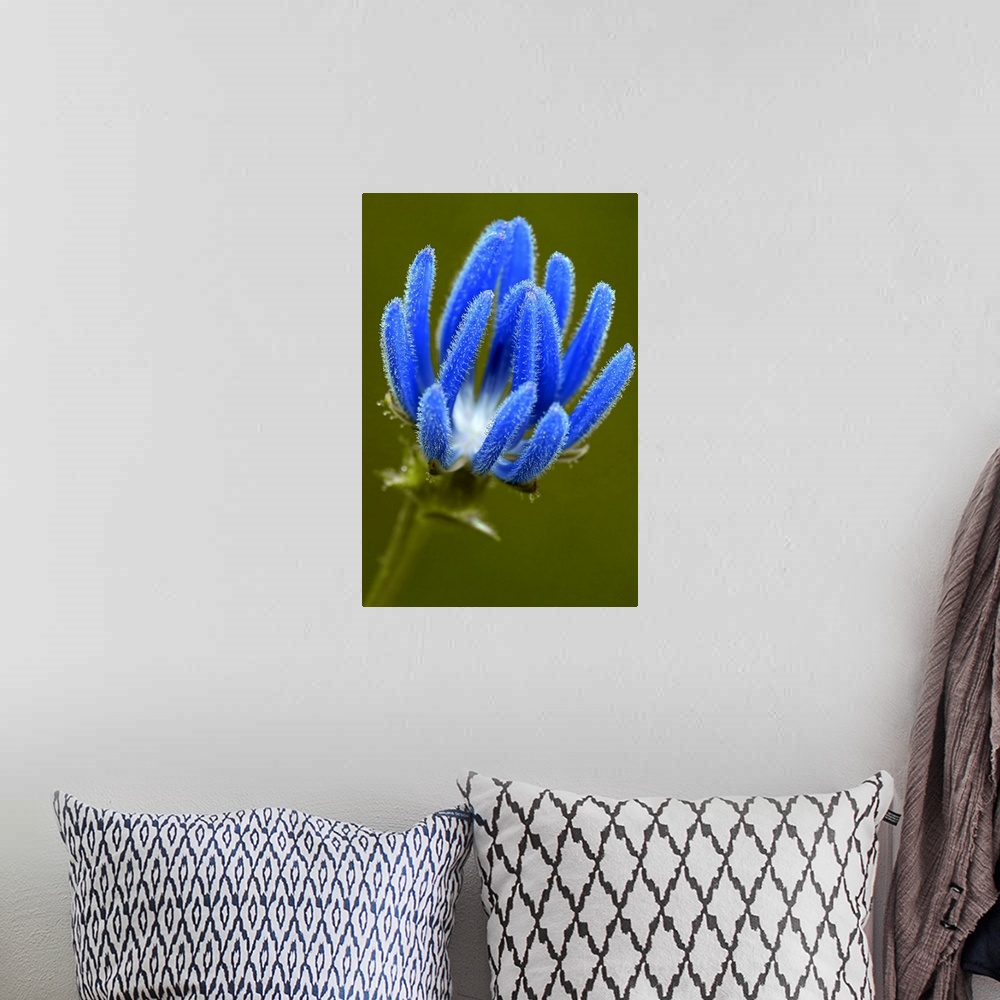 A bohemian room featuring A blue thistle flower is photographed closely to show the detail of its petals.