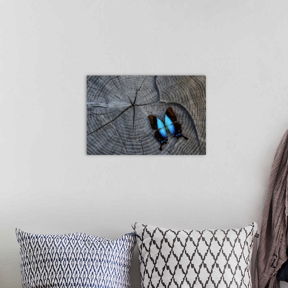 A bohemian room featuring Close-up photograph of a blue butterfly on a stump.