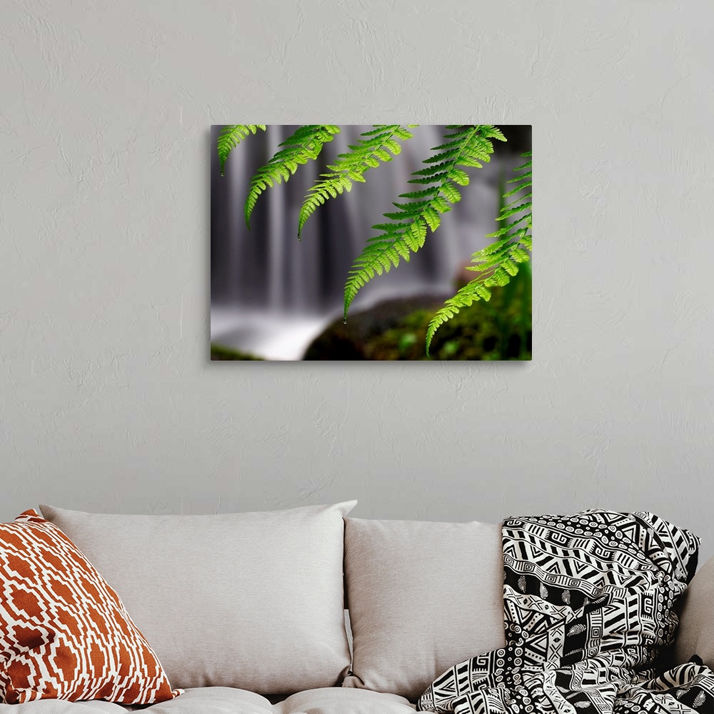 A bohemian room featuring Giant photograph focuses on a close-up of cascading ferns in intense focus, while a noisy waterfa...