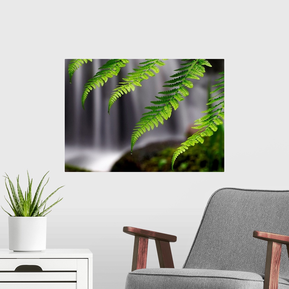 A modern room featuring Giant photograph focuses on a close-up of cascading ferns in intense focus, while a noisy waterfa...