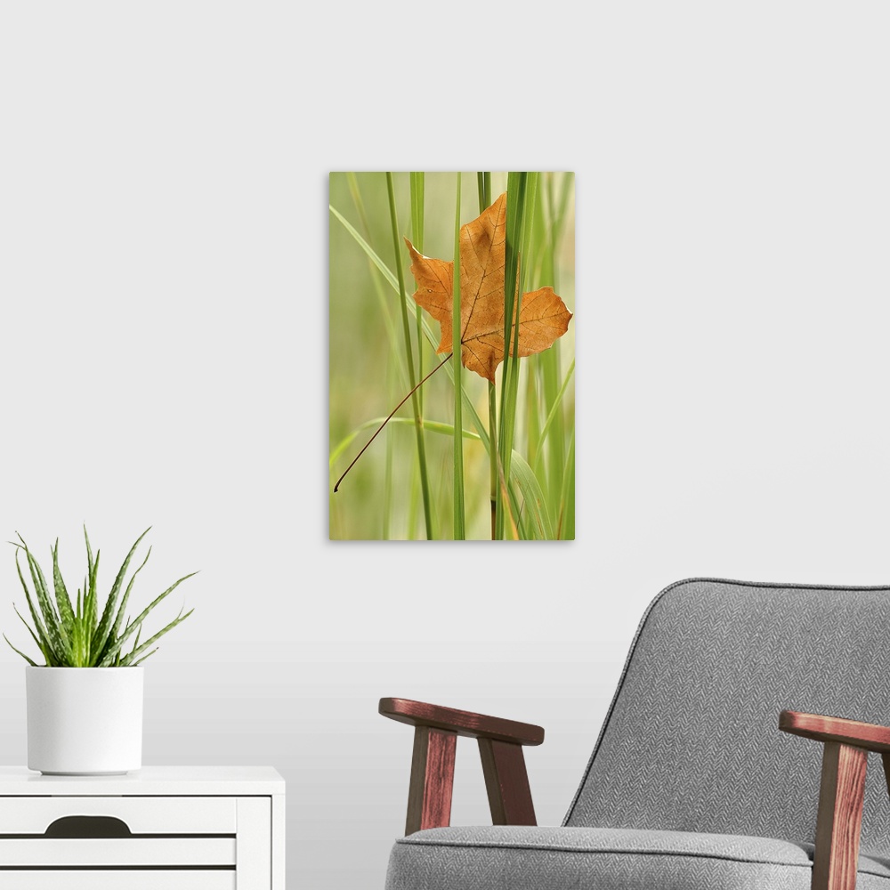 A modern room featuring In this vertical nature photograph is a close up of a single autumn leaf has become trapped in bl...