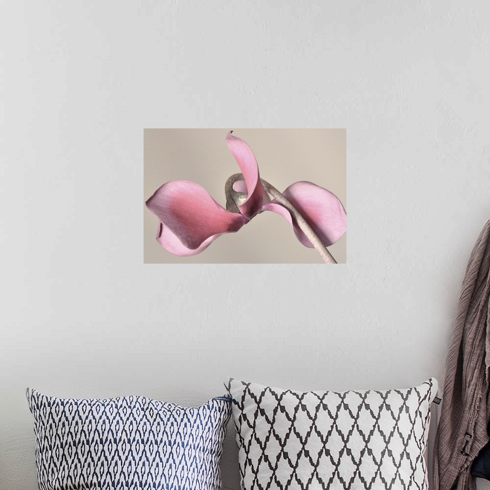 A bohemian room featuring Macro photo of a pink flower with petals curling around its stem.